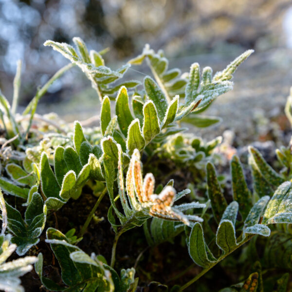 A closeup shot of the green leaves covered with frost in the forest